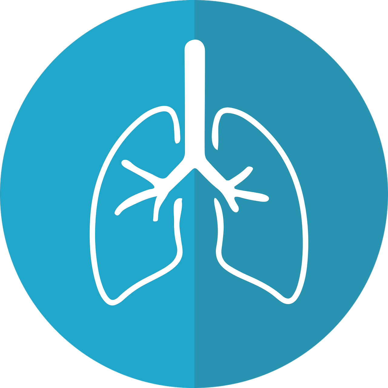 Lungs G51b1f4139 1280